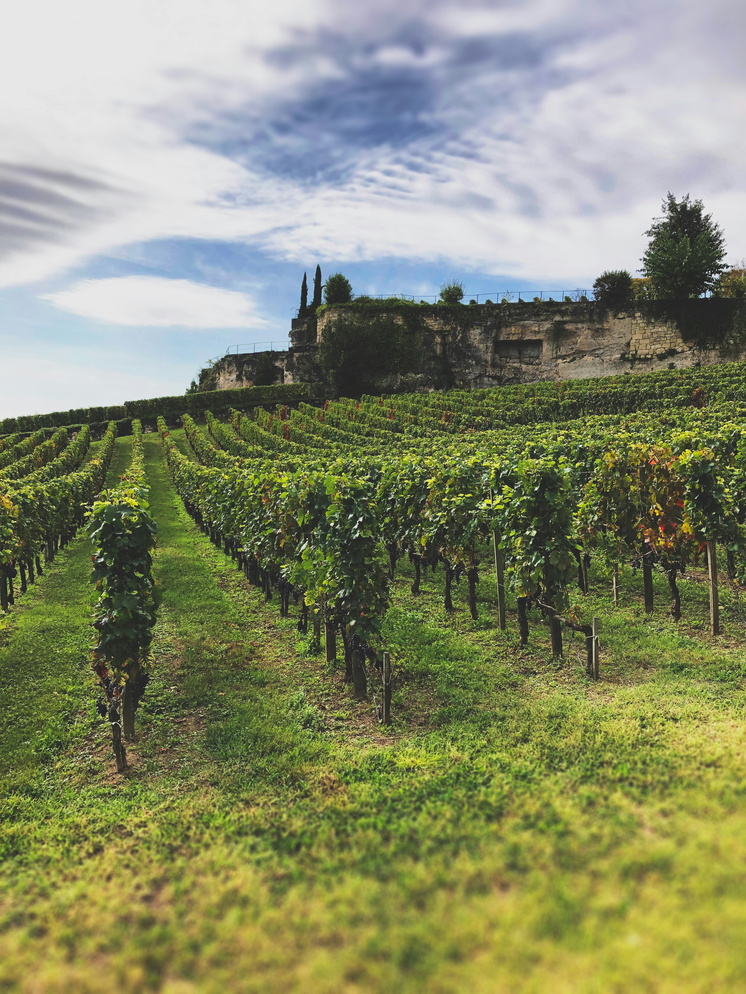 Nouvelle-Aquitaine: the largest vineyard in the world — 8